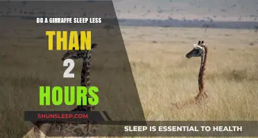 Sleepless in the Savannah: Giraffes' Astonishing Sleep Habits Revealed