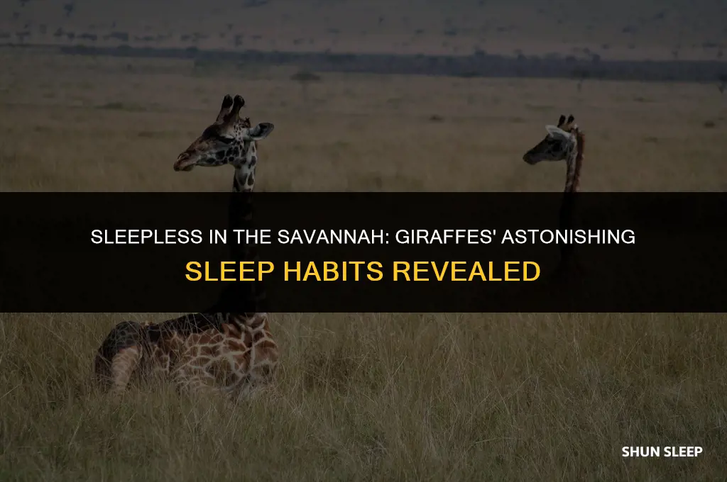 do a girraffe sleep less than 2 hours