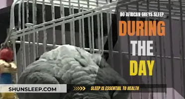 Daytime Sleep: The African Grey's Unique Habit Explained