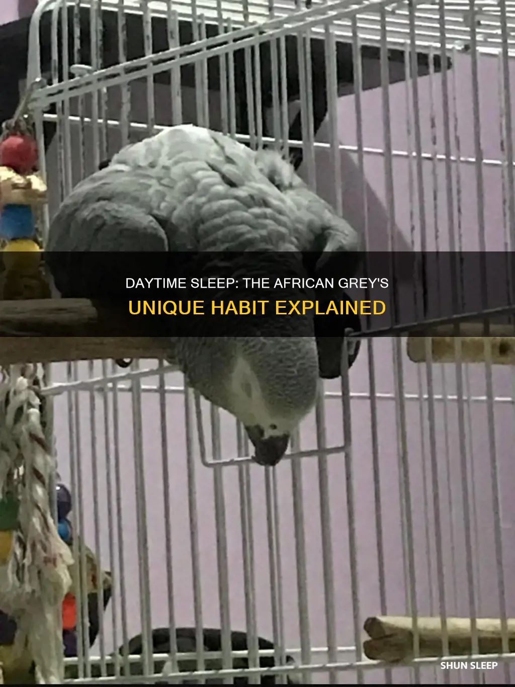 do african greys sleep during the day