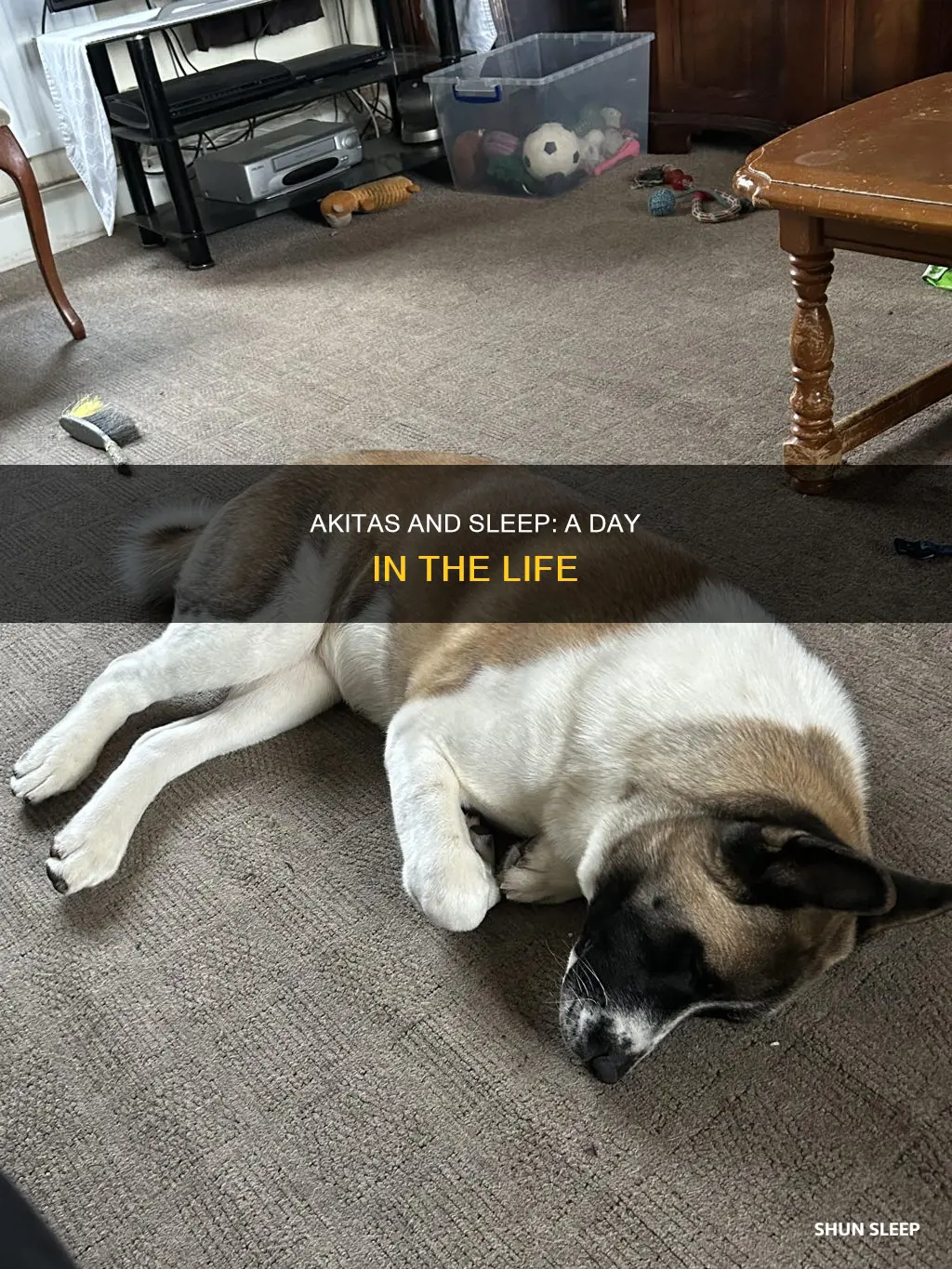 do akitas sleep all day