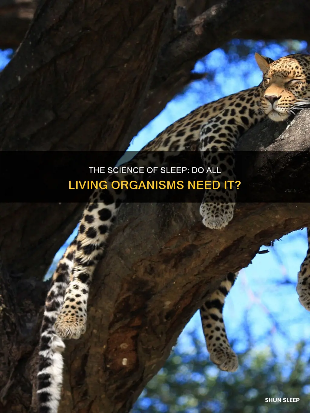 do all living organisms need sleep