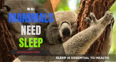 Why Do Mammals Need Sleep?