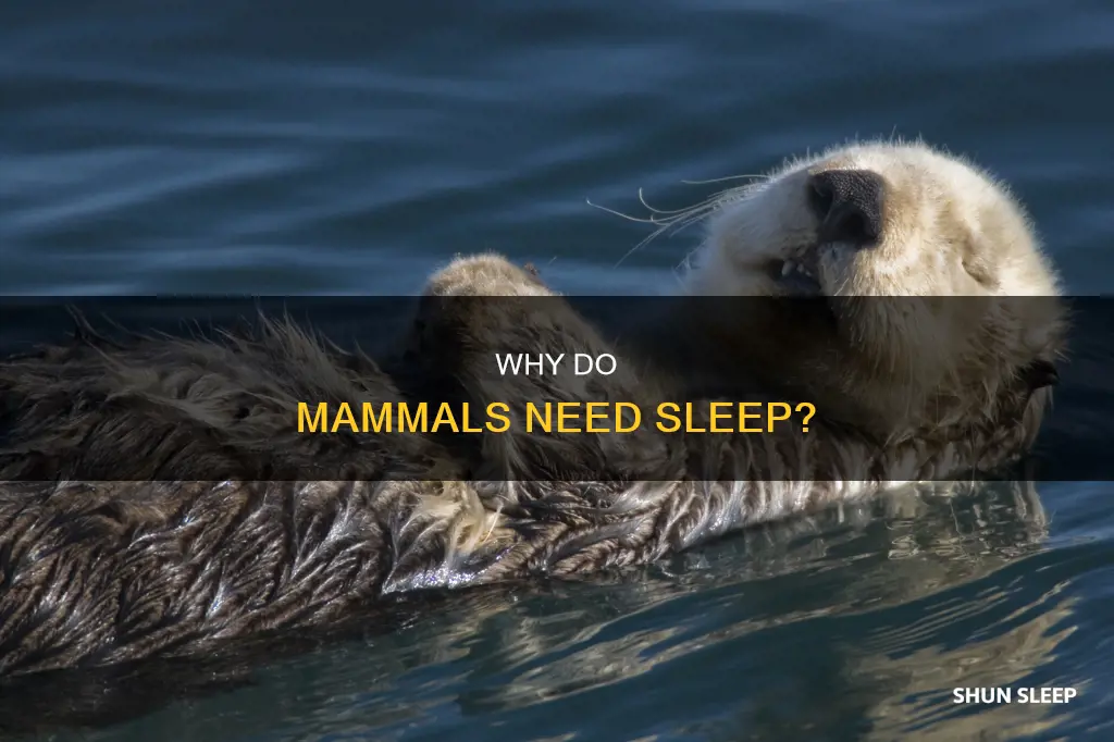 do all mammals need sleep