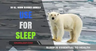 Warm-Blooded Animals and Their Sleep Patterns