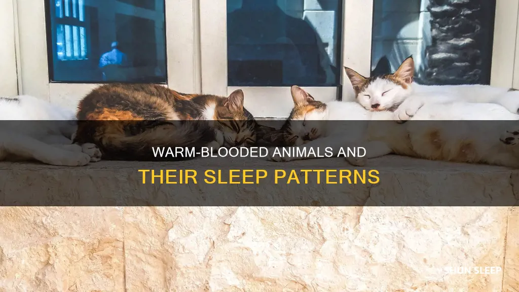 do all warm blooded animals use for sleep