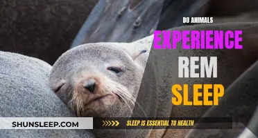 Animals and REM Sleep: What Science Says