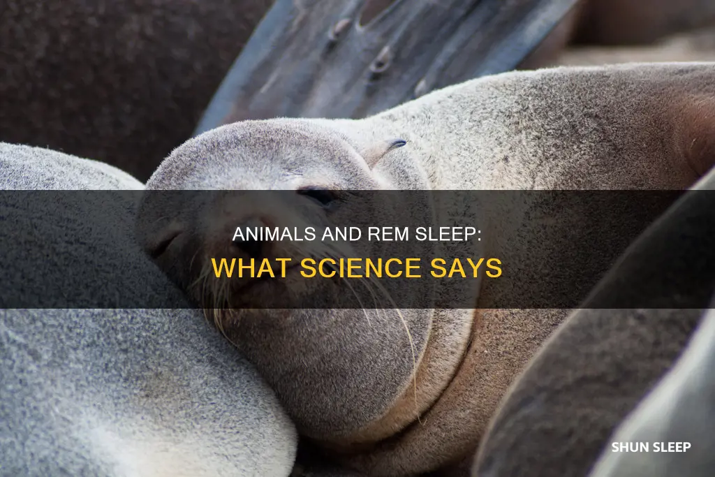 do animals experience rem sleep