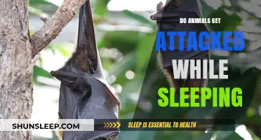 Do Animals Face Predators While Asleep? Exploring Nocturnal Vulnerabilities