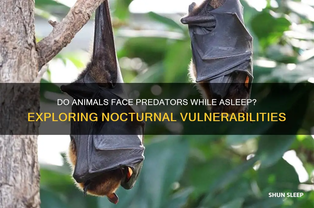 do animals get attacked while sleeping