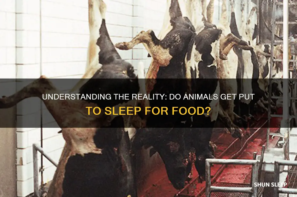 do animals get put to sleep for food
