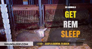 Do Animals Dream? Exploring REM Sleep in the Animal Kingdom