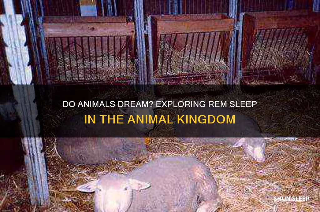 do animals get rem sleep