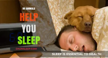 Do Animals Help You Sleep? Exploring the Benefits of Pet Companionship