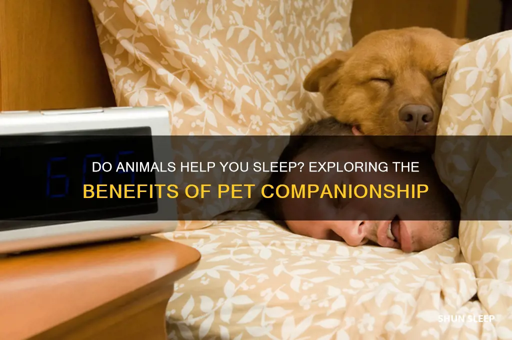 do animals help you sleep