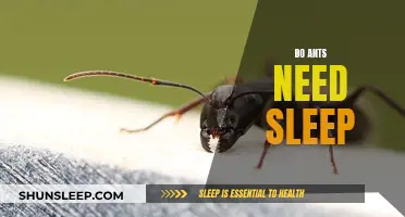 Ants and Sleep: Do They Need It?