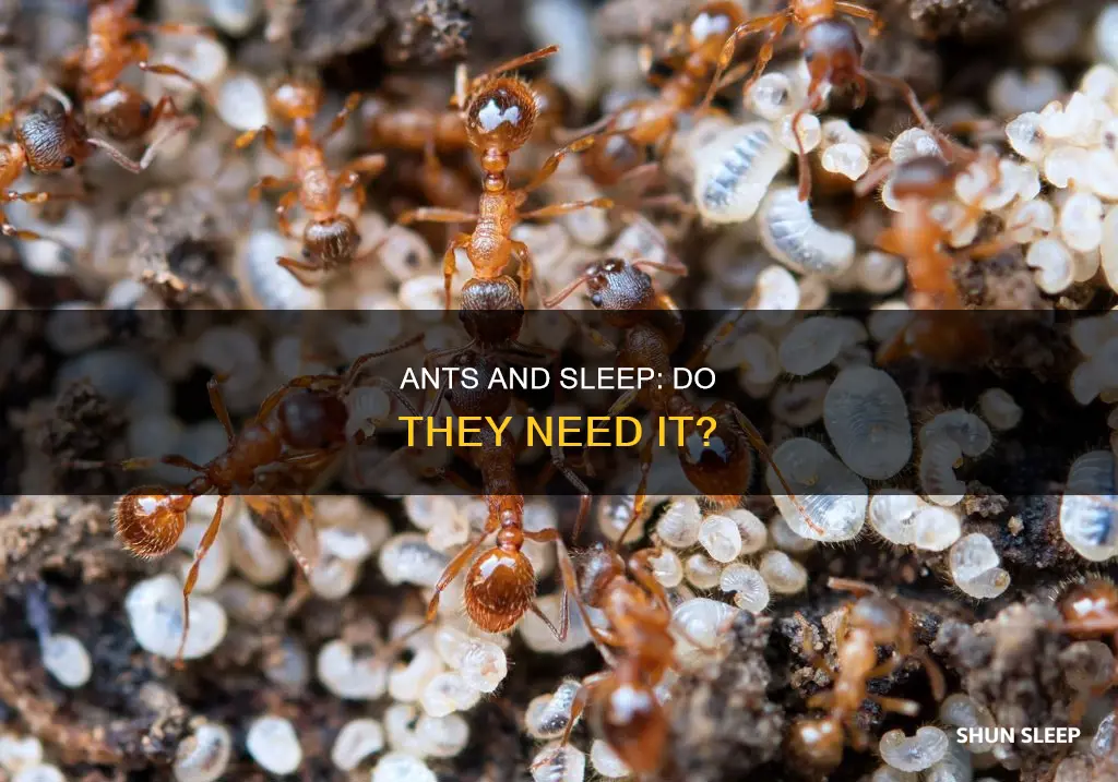 do ants need sleep