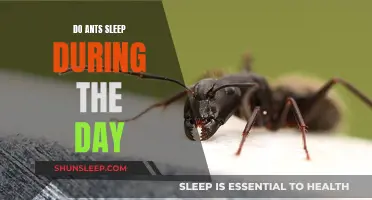 Daytime Ant Naps: Do They Sleep or Not?