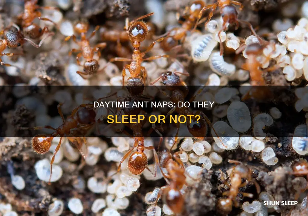 do ants sleep during the day