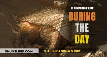 Armadillos' Daytime Sleep: Understanding Their Unique Habits