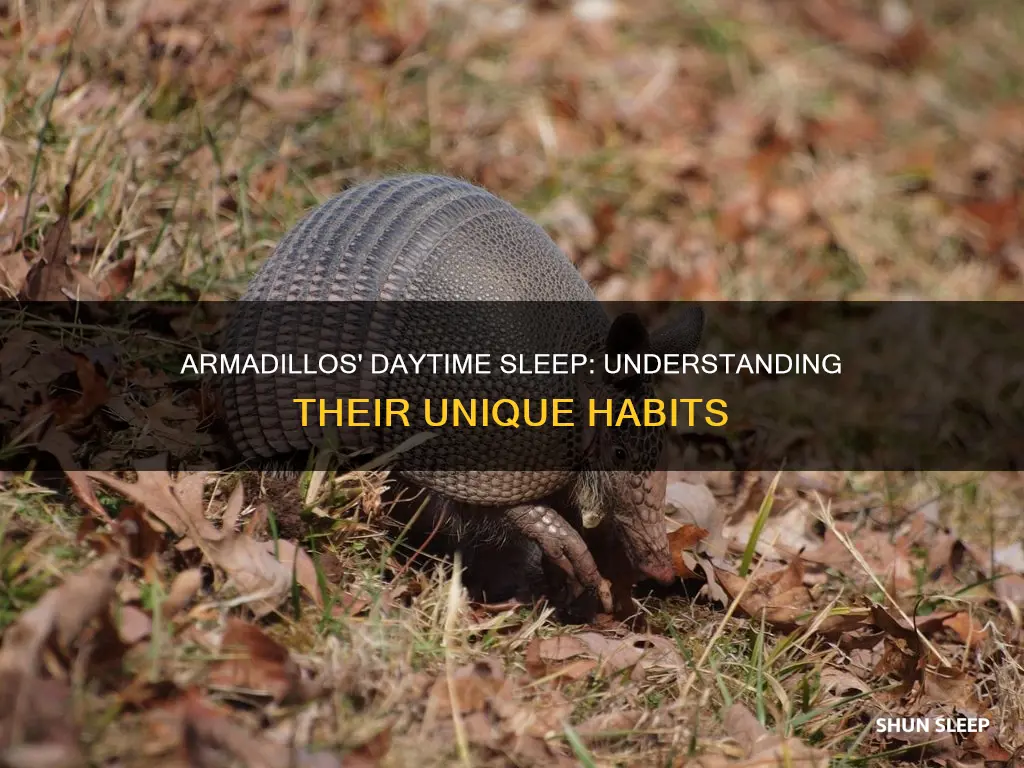 do armadillos sleep during the day