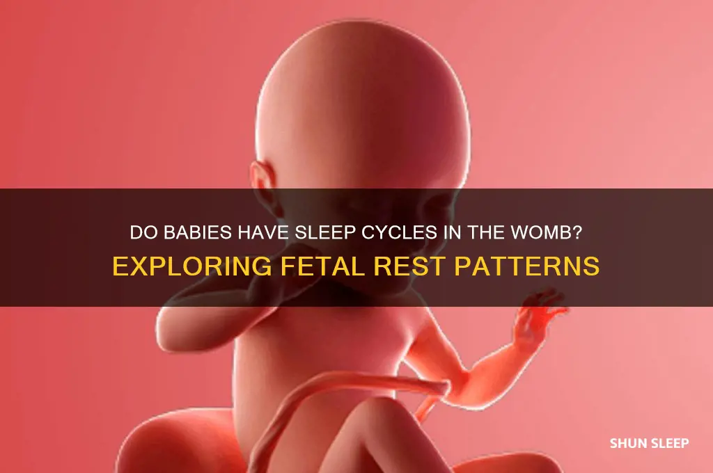 do babies have sleep cycles in the womb