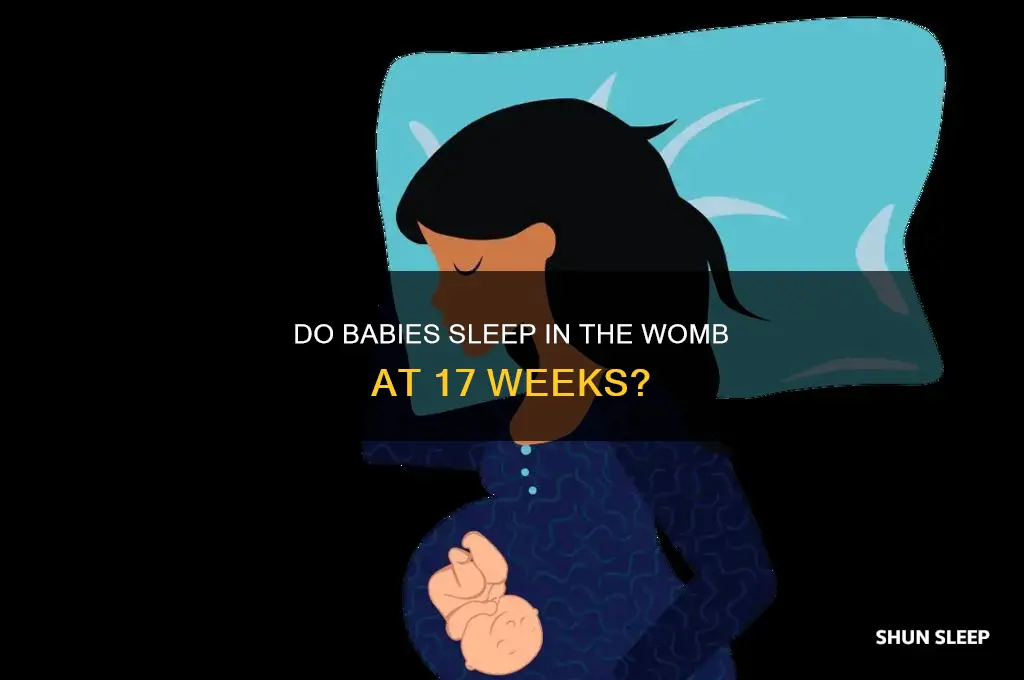 do babies sleep in the womb at 17 weeks