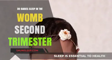 Do Babies Sleep in the Womb During the Second Trimester?