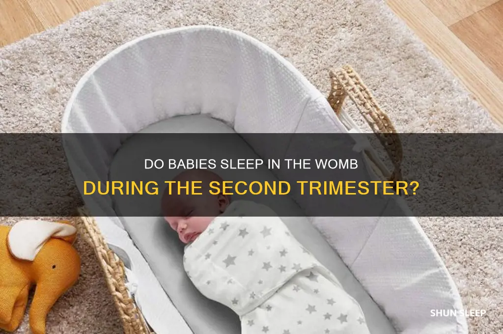 do babies sleep in the womb second trimester