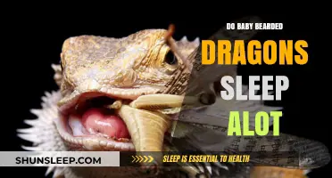 Understanding Baby Bearded Dragon Sleep Patterns: How Much is Normal?