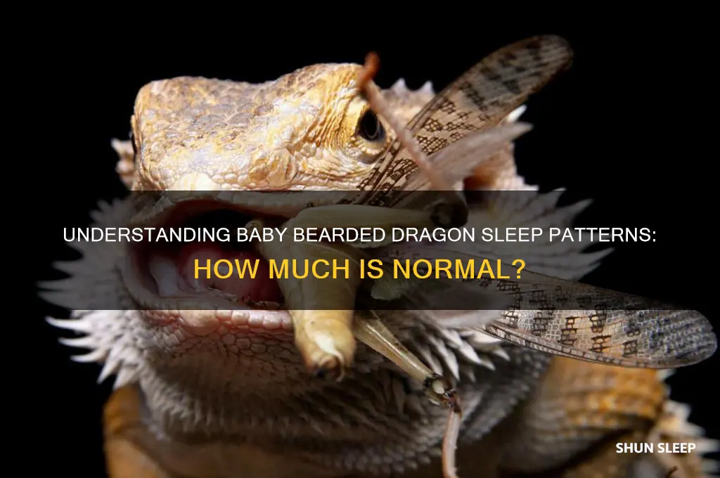 do baby bearded dragons sleep alot