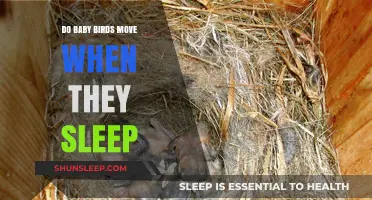 Do Baby Birds Move When They Sleep? Exploring Their Resting Habits