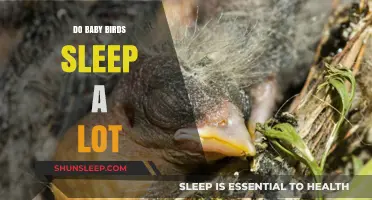 Do Baby Birds Sleep a Lot? Uncovering Their Rest Patterns