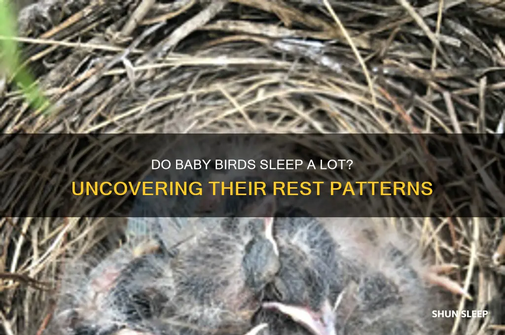 do baby birds sleep a lot