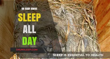 Do Baby Birds Sleep All Day? Uncovering Their Rest Patterns