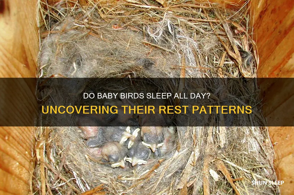 do baby birds sleep all day