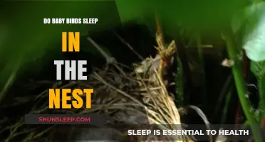 Where Do Baby Birds Sleep? Nest Habits Explained Simply