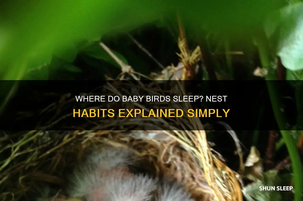do baby birds sleep in the nest