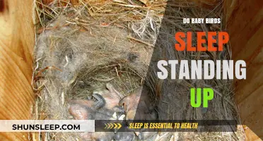 Do Baby Birds Sleep Standing Up? Unveiling Avian Resting Habits
