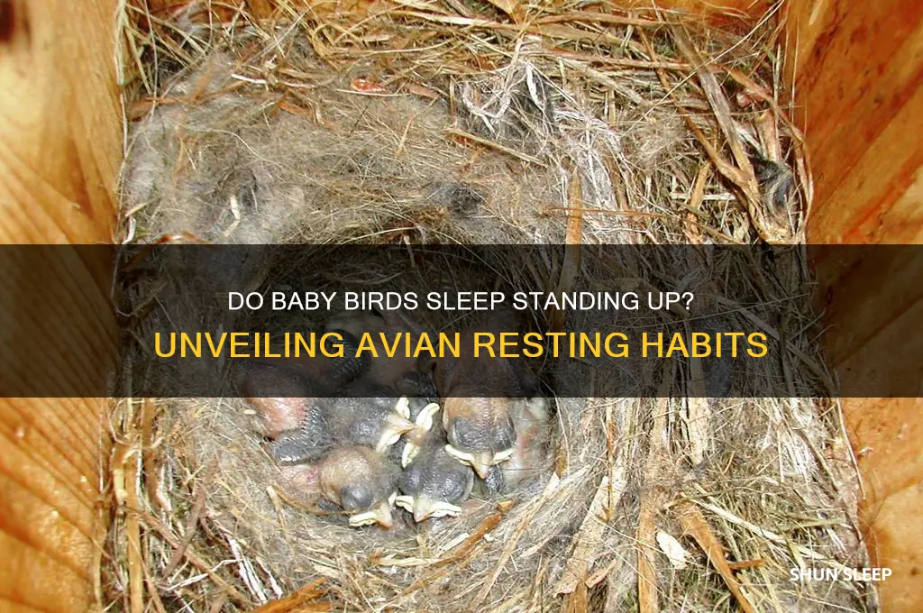 do baby birds sleep standing up