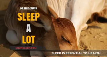 How Much Do Baby Calves Sleep? Unveiling Their Rest Patterns