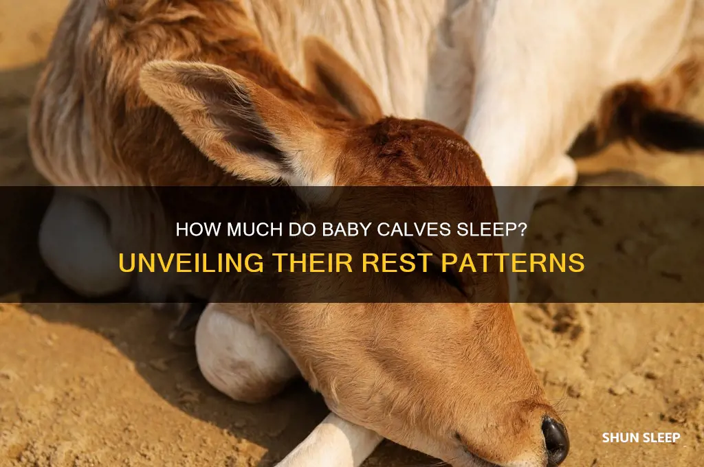 do baby calves sleep a lot