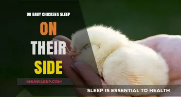 Do Baby Chickens Sleep on Their Side? Uncovering the Truth
