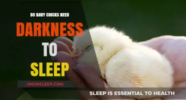 Do Baby Chicks Need Darkness to Sleep? Essential Care Tips