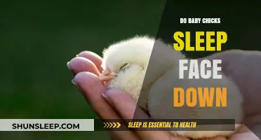Do Baby Chicks Sleep Face Down? Uncovering Their Unique Resting Habits
