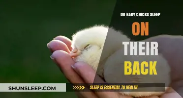 Do Baby Chicks Sleep on Their Back? Uncovering Their Unique Resting Habits