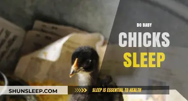 Do Baby Chicks Sleep? Understanding Their Rest Patterns and Needs