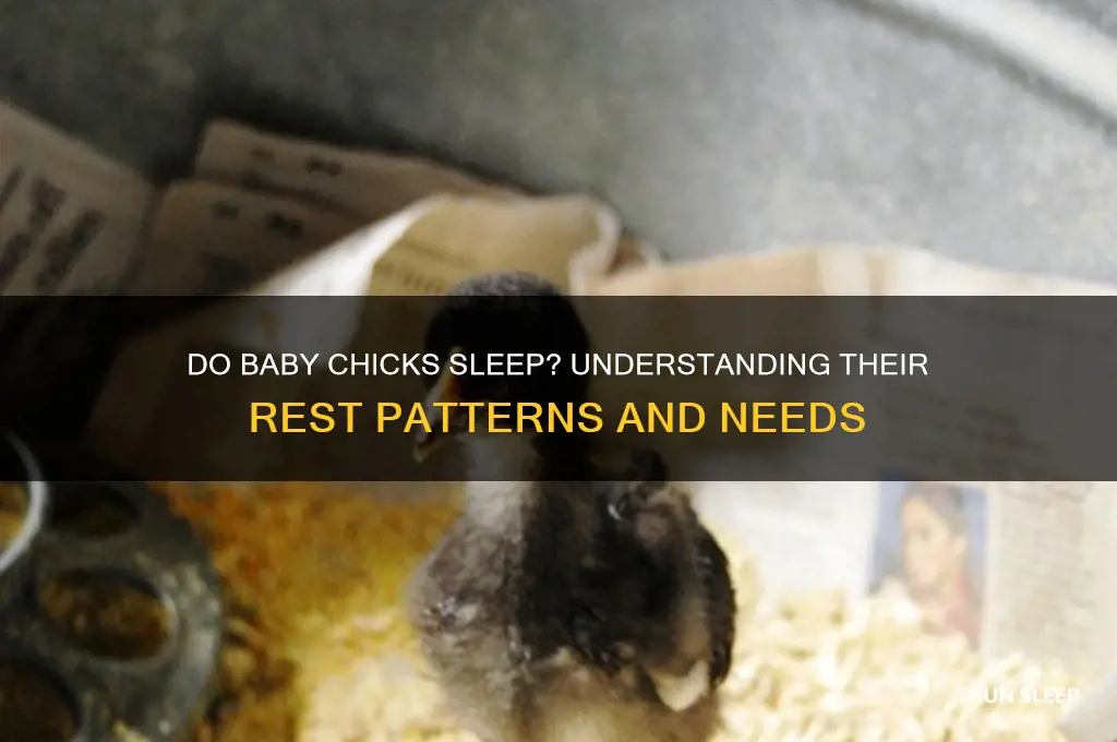 do baby chicks sleep