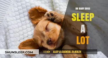Why Do Puppies Sleep So Much? Understanding Your Baby Dog's Rest