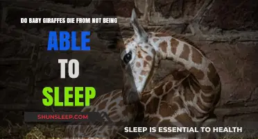 Do Baby Giraffes Die From Lack of Sleep? Unraveling the Myth
